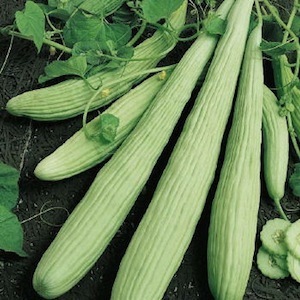 Armenian cucumber